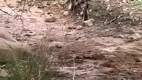 MUST SEE! DOG KILLED BY TIGER!:-OOO