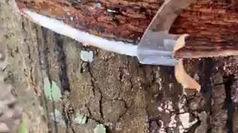 Natural rubber tree harvesting