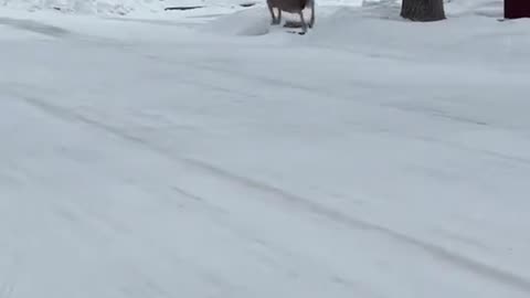 Witnessed the incredible - a goat-deer jumping along the main street!