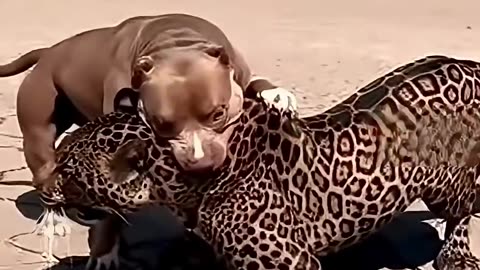 Photographer Captures a Pitbull Facing a Black Panther