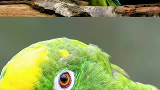 video animais engraçados completo.mp4