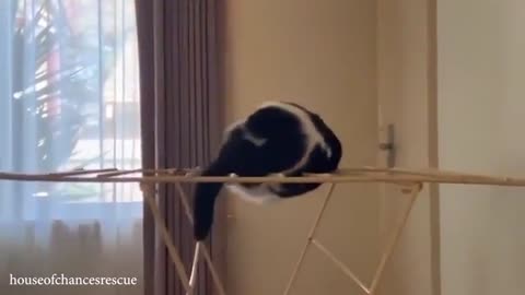 Funniest movement of cats that make you laugh part -11