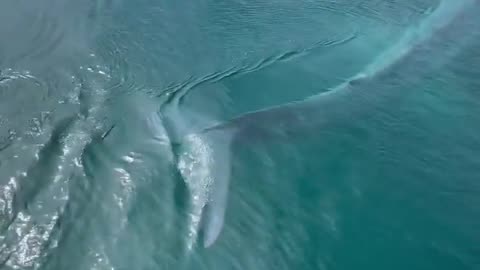 🤯✨ Witness a 79-Foot Pygmy Blue Whale Surface Near Australia! | FeedMyCuriosity
