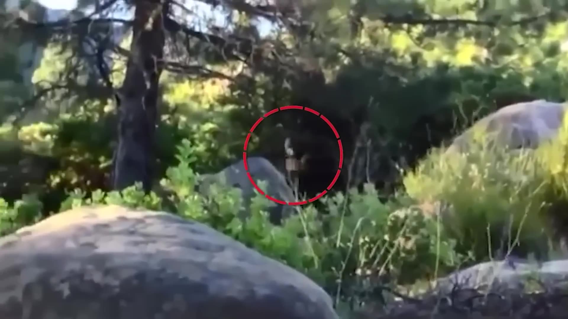 Authorities Finally Discover a REAL Bigfoot Hiding in Washington Forest for Years!