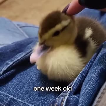 Dog saved a duckling