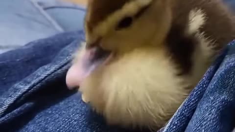 Dog saved a duckling