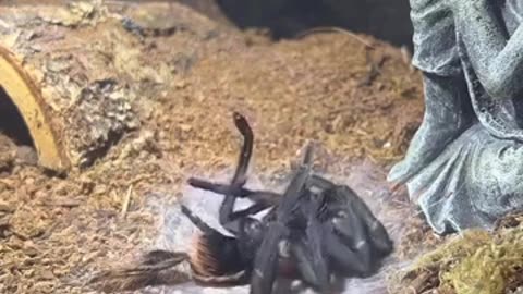 🕷️👀 Creepy Spider Leaving Its Old Corpse Behind! Unsettling Nature Scene | TheHauntingHour