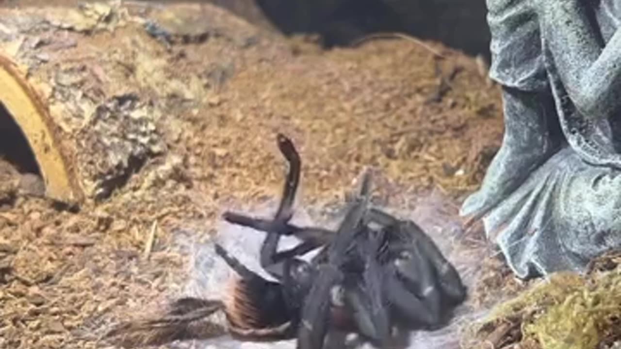 🕷️👀 Creepy Spider Leaving Its Old Corpse Behind! Unsettling Nature Scene | TheHauntingHour