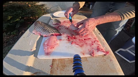 Fishing for Lake Anna Freshwater Stripers for the first time | Catch and Clean