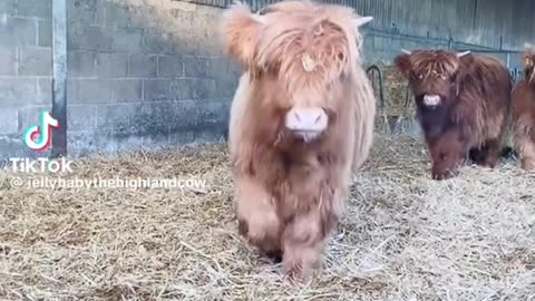 highland cow