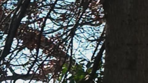 Blue Jay
