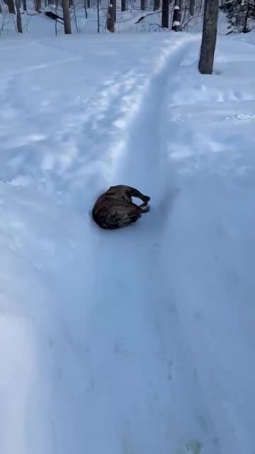 English bulldog slides down snow trail for fun