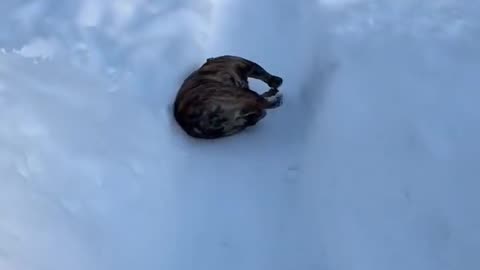 English bulldog slides down snow trail for fun