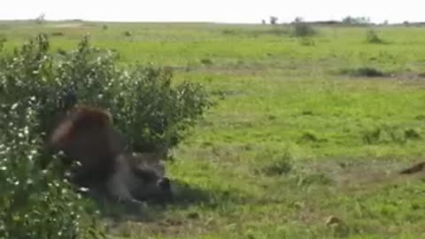 animals