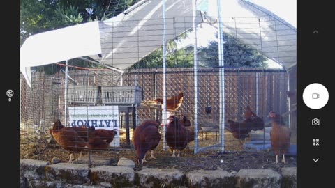 COPs - Chickens On Patrol!