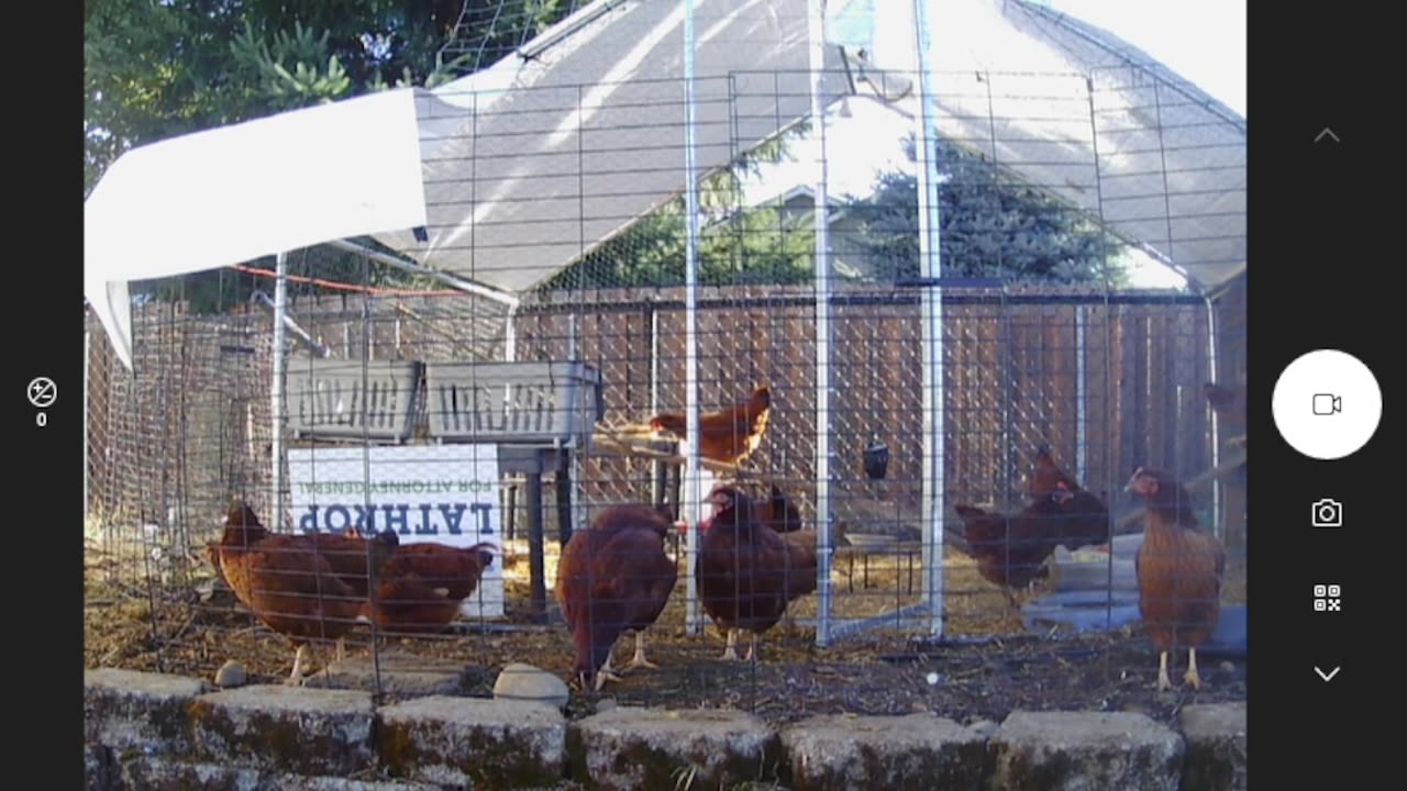 COPs - Chickens On Patrol!