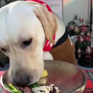 "A Dog's Happy Mealtime Experience"