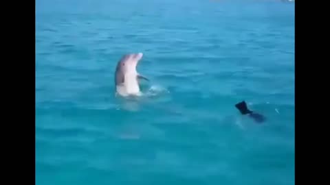 Friends 🐬♥️🐶