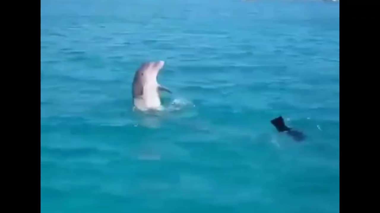 Friends 🐬♥️🐶