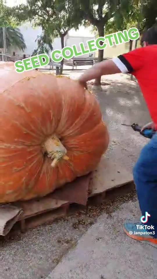 Giant pumpkin is opened with a chainsaw