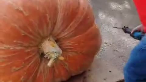 Giant pumpkin is opened with a chainsaw