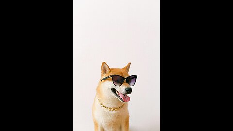 Funny Dog Messing Around the House – You Won’t Believe What He Does! 🐶🤣