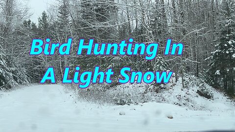 Bird Hunting During Some Light Snow