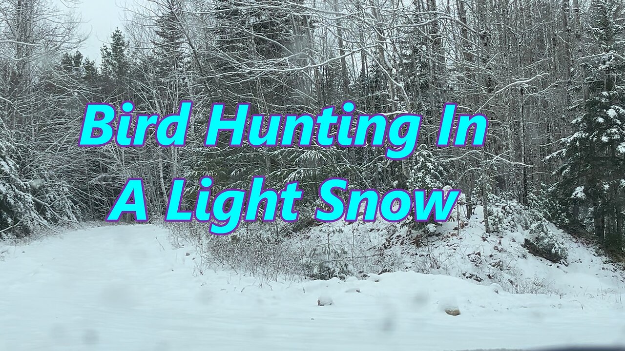 Bird Hunting During Some Light Snow