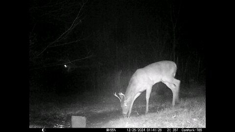 Christmas Buck Deer Cam 12-25-2024