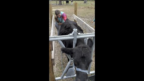 Try 2: Is our dairy cow pregnant?