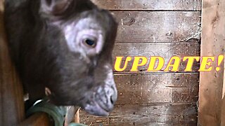 UPDATE On Our PREGNANT Goat!