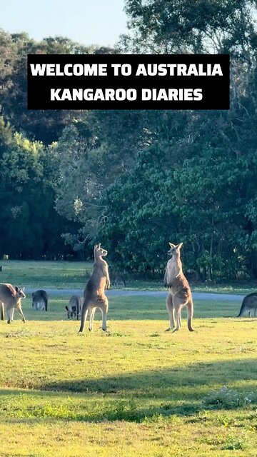 Kangaroos fighting 😳