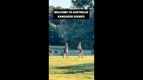 Kangaroos fighting 😳
			