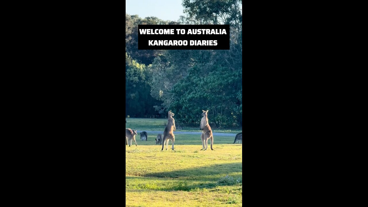 Kangaroos fighting 😳