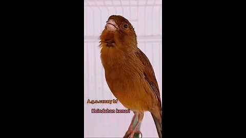 Agus canary