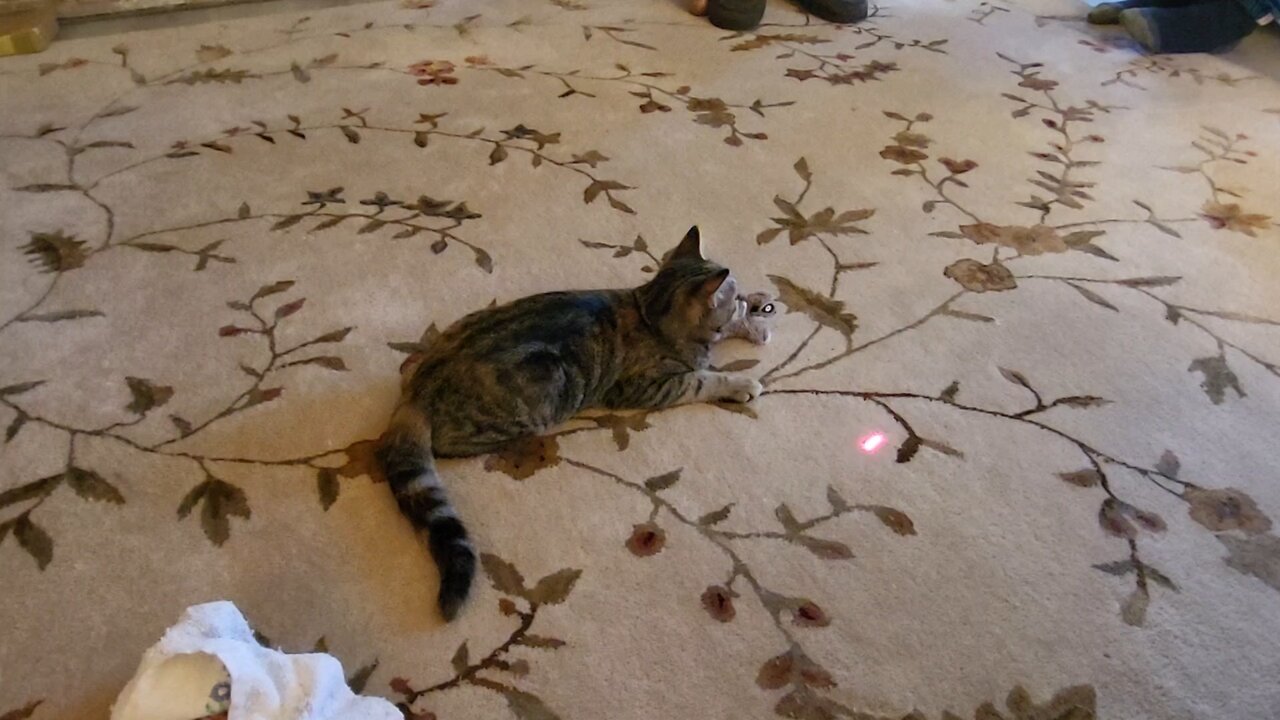 cat2
