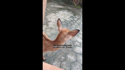Two Amazing Deer Facts That Will Surprise You