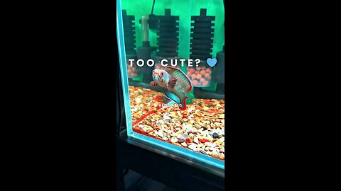 Wait… look closer 👁️ This Blue Bengal looks unreal 💙