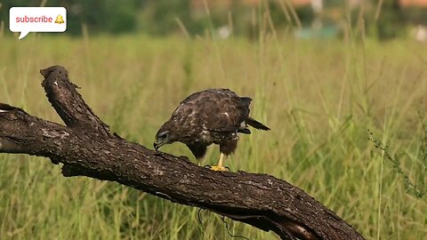 History and Capabilities of Eagles 🦅