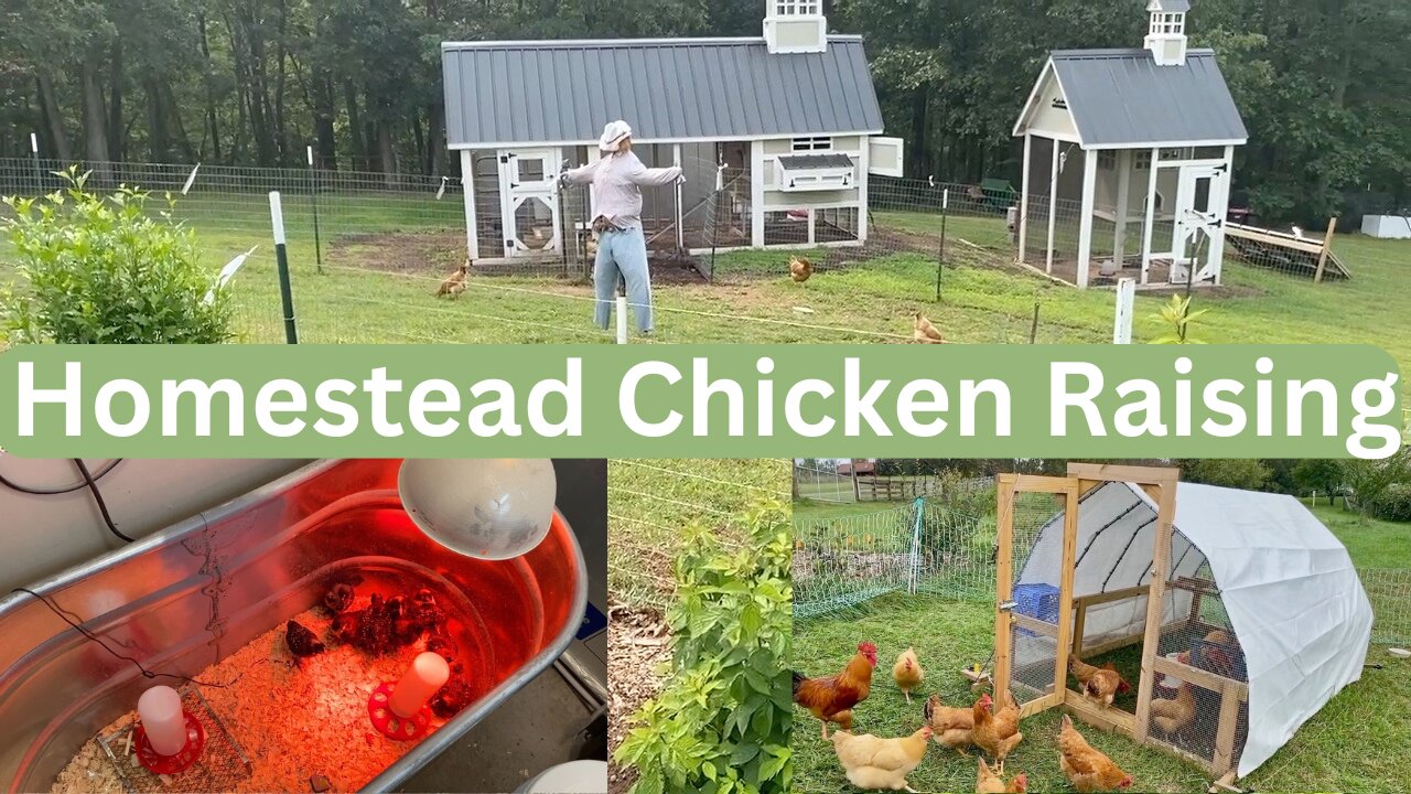 Homestead Chicken Raising