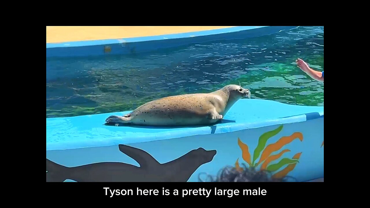 the wonders of six flags