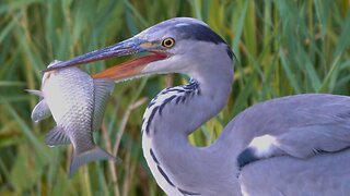 The One Year Old Grey Heron Catches Fishes for Breakfast