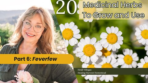 20 Medicinal Herbs to Grow & Use - Part 6: Feverfew (Tanacetum Parthenium)