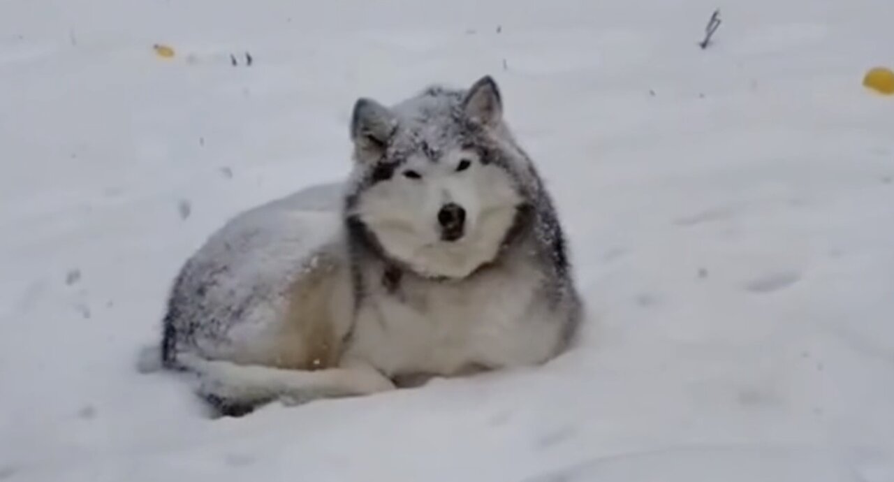 Husky:close the door it’s hot!