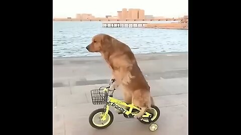 Baby dog, cute and funny video