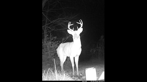 Deer Cam Photos Taken In 2024 Big Bucks. Game Cam Trail Camera