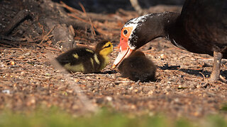 Muscovy Duck and Its Ducklings