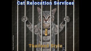Cat Relocation in Thailand