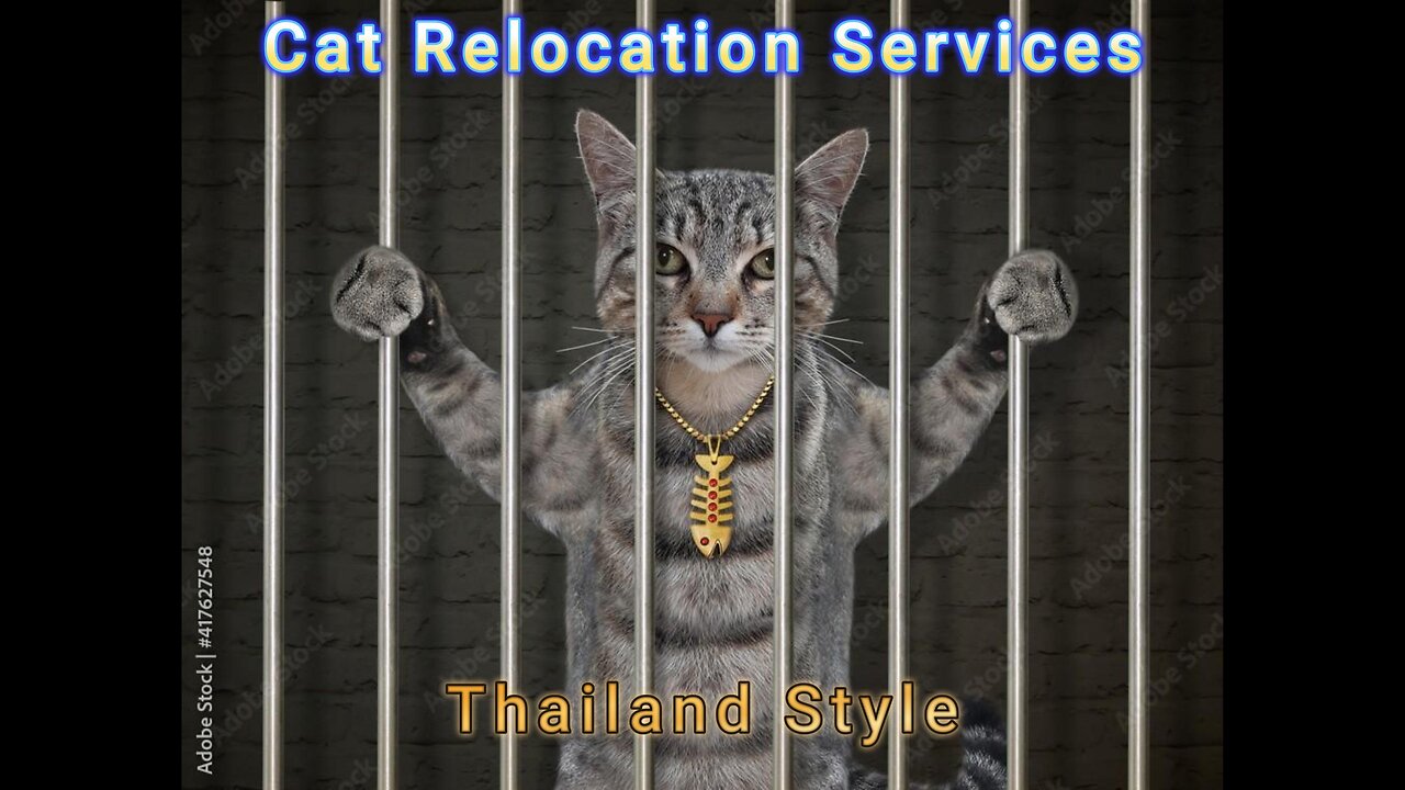 Cat Relocation in Thailand