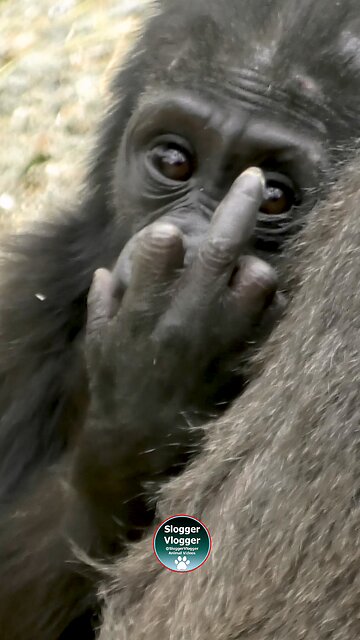 Attitude comes early in life 😮